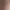 vrd